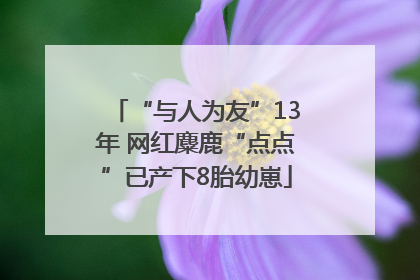 “与人为友”13年 网红麋鹿“点点”已产下8胎幼崽