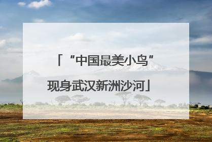 “中国最美小鸟”现身武汉新洲沙河