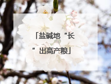 盐碱地“长”出高产粮