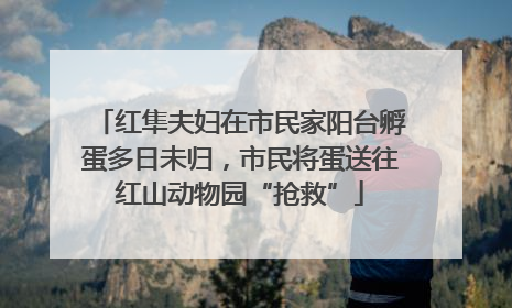 红隼夫妇在市民家阳台孵蛋多日未归，市民将蛋送往红山动物园“抢救”