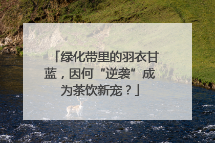 绿化带里的羽衣甘蓝，因何“逆袭”成为茶饮新宠？