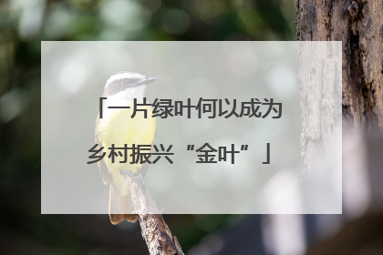 一片绿叶何以成为乡村振兴“金叶”
