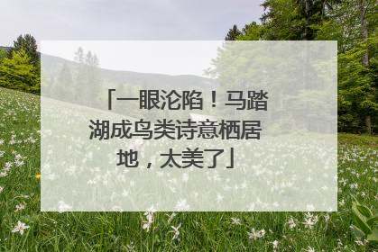 一眼沦陷！马踏湖成鸟类诗意栖居地，太美了