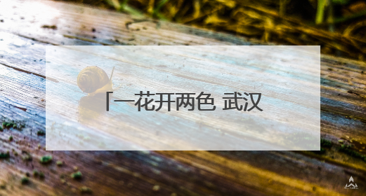 一花开两色 武汉双色睡莲绽放引客