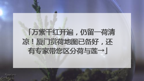 万紫千红开遍，仍留一荷清凉！厦门赏荷地图已备好，还有专家带您区分荷与莲→