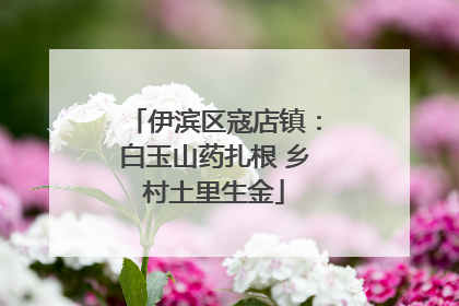 伊滨区寇店镇：白玉山药扎根 乡村土里生金