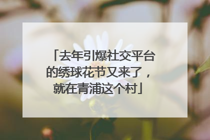 去年引爆社交平台的绣球花节又来了，就在青浦这个村