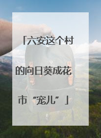 六安这个村的向日葵成花市“宠儿”
