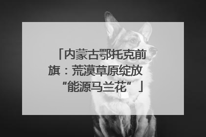 内蒙古鄂托克前旗：荒漠草原绽放“能源马兰花”