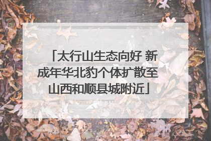 太行山生态向好 新成年华北豹个体扩散至山西和顺县城附近
