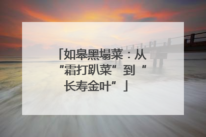 如皋黑塌菜：从“霜打趴菜”到“长寿金叶”