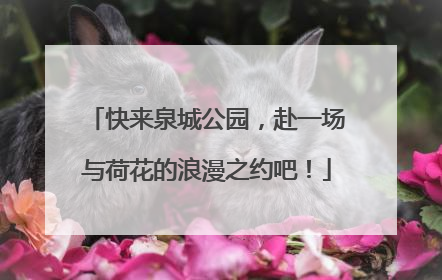 快来泉城公园，赴一场与荷花的浪漫之约吧！