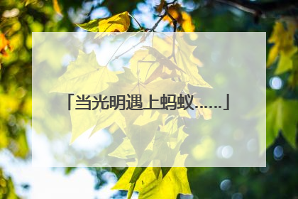 当光明遇上蚂蚁……