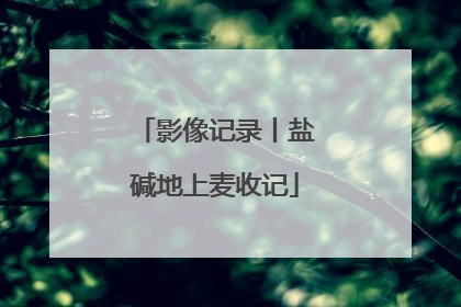 影像记录丨盐碱地上麦收记