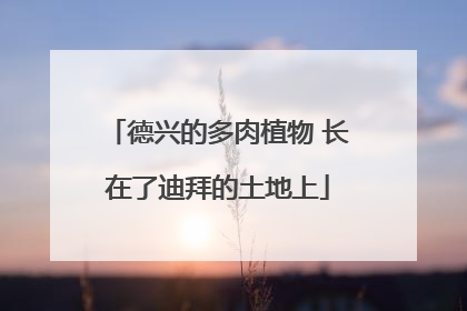 德兴的多肉植物 长在了迪拜的土地上