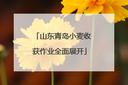 山东青岛小麦收获作业全面展开