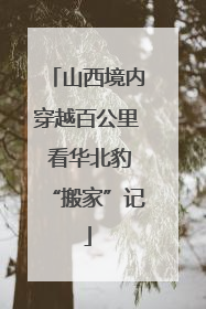 山西境内穿越百公里 看华北豹“搬家”记