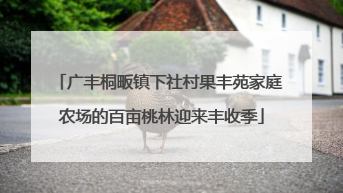 广丰桐畈镇下社村果丰苑家庭农场的百亩桃林迎来丰收季