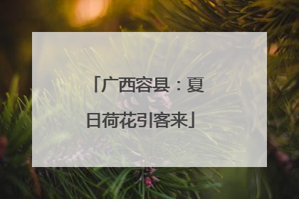 广西容县：夏日荷花引客来