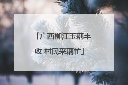 广西柳江玉藕丰收 村民采藕忙