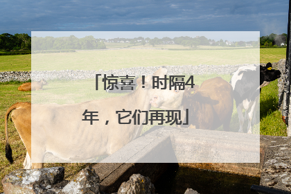 惊喜！时隔4年，它们再现