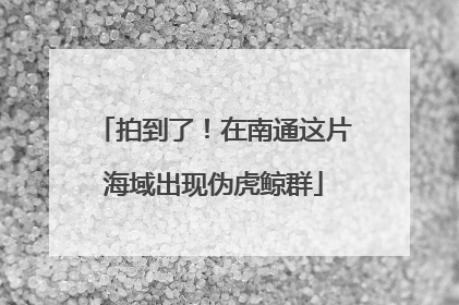 拍到了！在南通这片海域出现伪虎鲸群