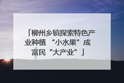 柳州乡镇探索特色产业种植 “小水果”成富民“大产业”