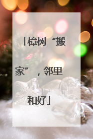 樟树“搬家”，邻里和好