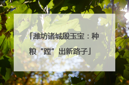 潍坊诸城殷玉宝：种粮“蹚”出新路子