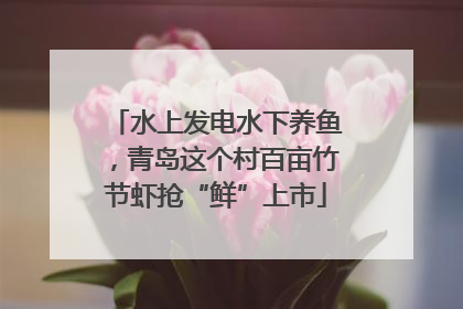 水上发电水下养鱼，青岛这个村百亩竹节虾抢“鲜”上市