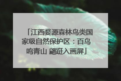 江西婺源森林鸟类国家级自然保护区：百鸟鸣青山 翩跹入画屏