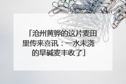沧州黄骅的这片麦田里传来喜讯：一水未浇的旱碱麦丰收了