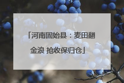 河南固始县：麦田翻金浪 抢收保归仓