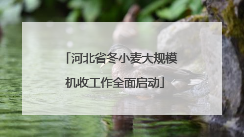 河北省冬小麦大规模机收工作全面启动