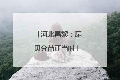 河北昌黎：扇贝分苗正当时