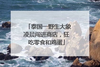 泰国一野生大象凌晨闯进商店，狂吃零食和鸡蛋