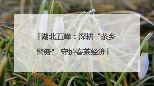 湖北五峰：深耕“茶乡警务” 守护春茶经济