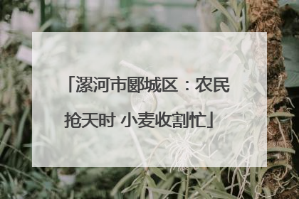 漯河市郾城区：农民抢天时 小麦收割忙