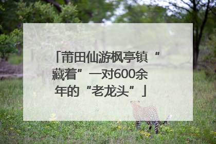莆田仙游枫亭镇“藏着”一对600余年的“老龙头”