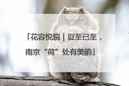 花容悦貌｜夏至已至，南京“荷”处有美韵