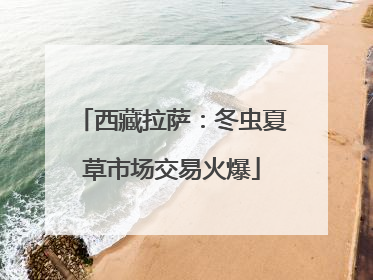 西藏拉萨：冬虫夏草市场交易火爆