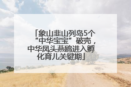 象山韭山列岛5个“中华宝宝”破壳，中华凤头燕鸥进入孵化育儿关键期