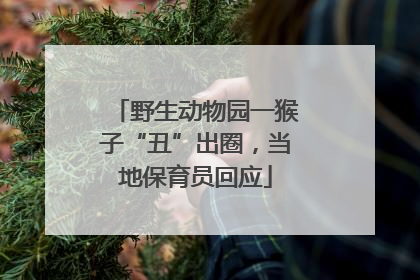 野生动物园一猴子“丑”出圈，当地保育员回应