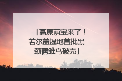 高原萌宝来了！若尔盖湿地首批黑颈鹤雏鸟破壳